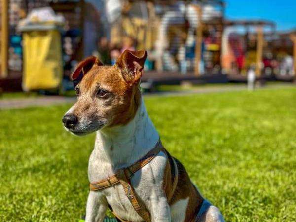 Akceptujemy pobyt pupili! 