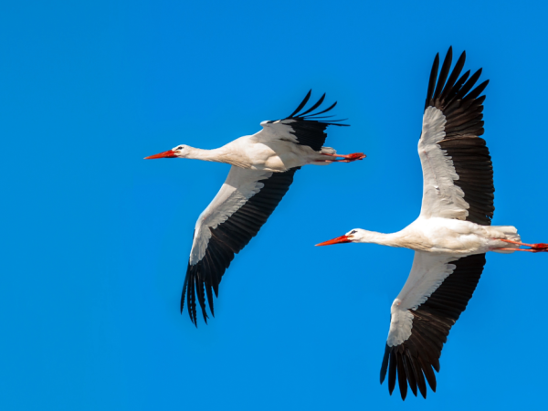 Wielki powrót bocianów. Mogą przylecieć szybciej niż myślisz
