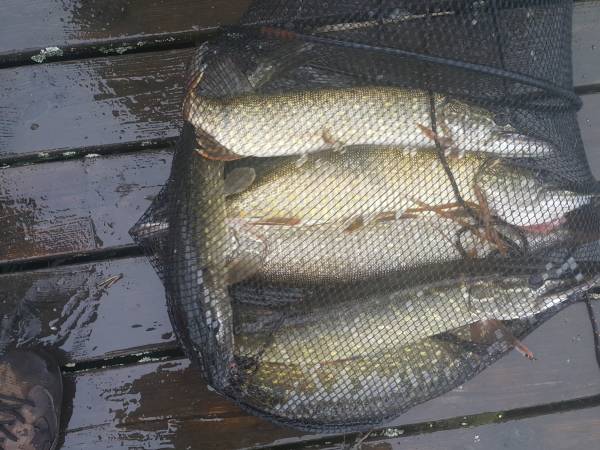Domki letniskowe POMOST + ŁÓDKA + SILNIK GRATIS