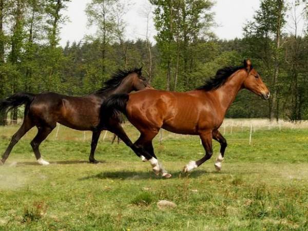 Pokoje w Ośrodku Jeździeckim Kuśnie