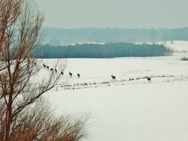Sarny powracające do Puszczy Piskiej po odwiedzinach w Mazurskiej
