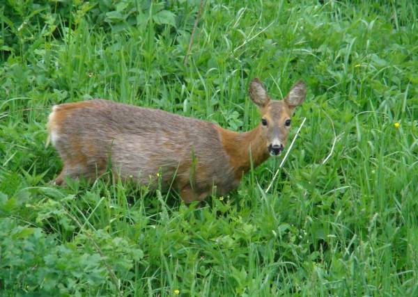 Jedna z miłych sąsiadek KAJI