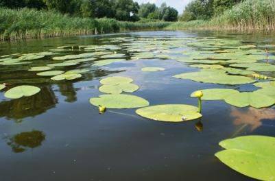Spływy Kajakowe Konwaliowym Szlakiem Kajakowym Wypożyczalnia kajaków