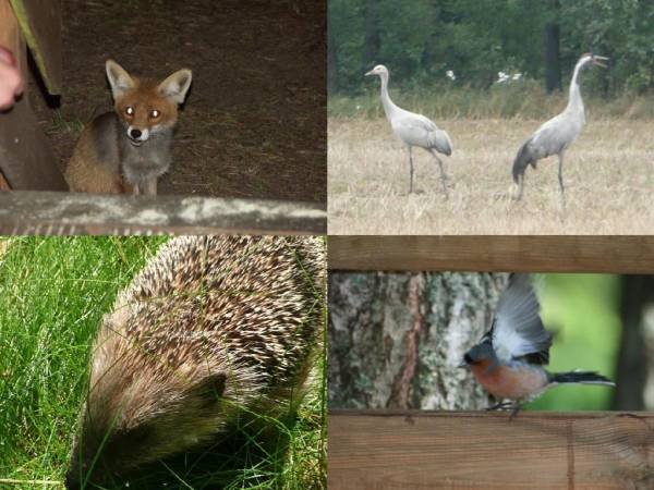 Domki letniskowe POMOST + ŁÓDKA + SILNIK GRATIS