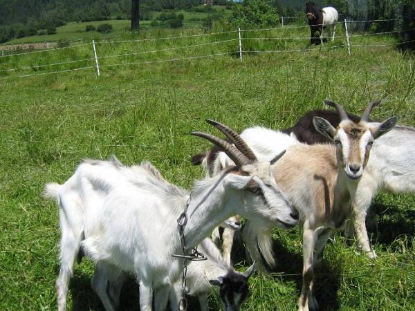 Gospodarstwo Karolina