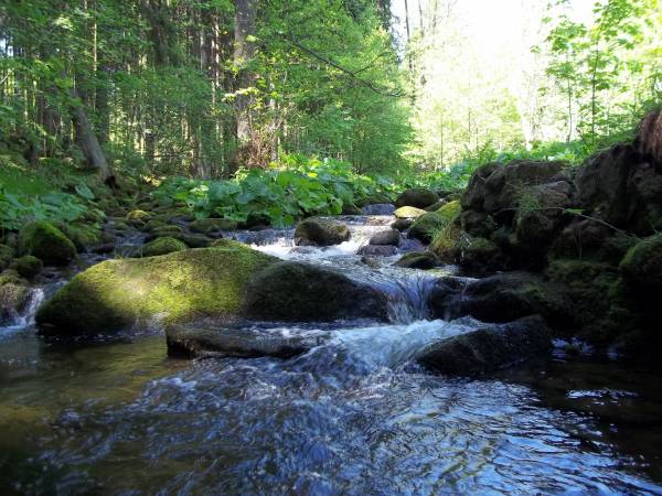 Kamienny Potok latem