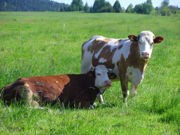 Agroturystyka Przy Źródełku 