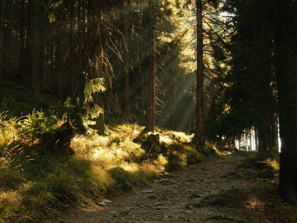 Lasy w Kotlinie Kłodzkiej