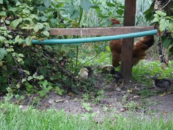 Kwatery Agroturystyczne u Bogusława