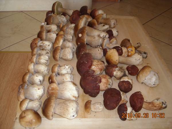 Agroturystyka Pod Zielonym Wzgórzem