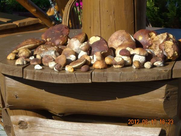 Agroturystyka Pod Zielonym Wzgórzem