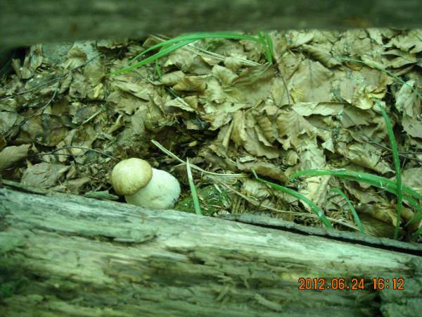 Agroturystyka Pod Zielonym Wzgórzem