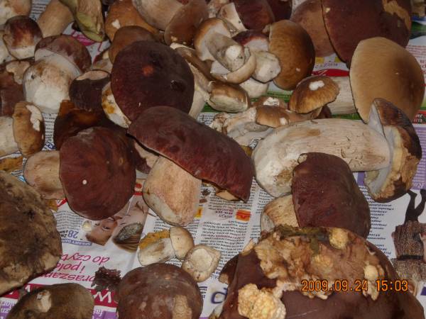 Agroturystyka Pod Zielonym Wzgórzem