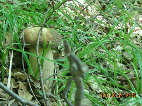 Agroturystyka Pod Zielonym Wzgórzem