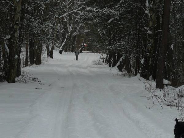 Droga przez zaśnieżony las