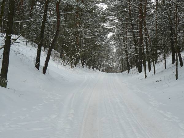 Ośnieżony leśny trakt