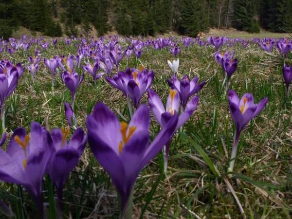 Krokusy na Polanie Chochołowskiej