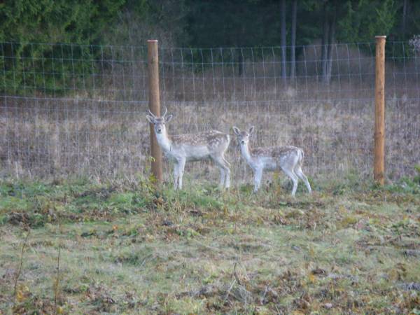 Nasza zagroda danieli