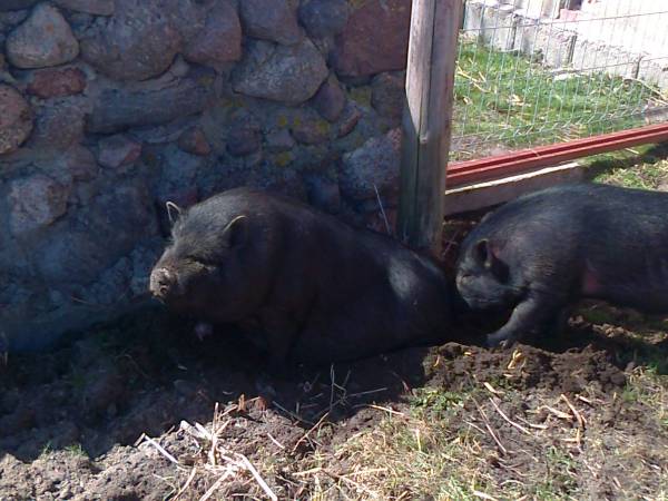 Agroturystyka w zagrodzie U ALI