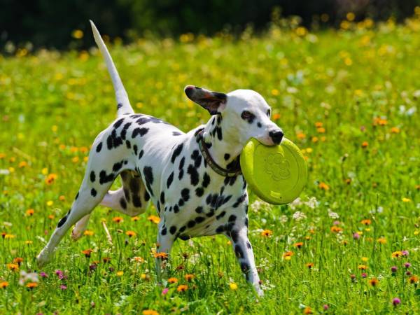 Domek letniskowy Siesta