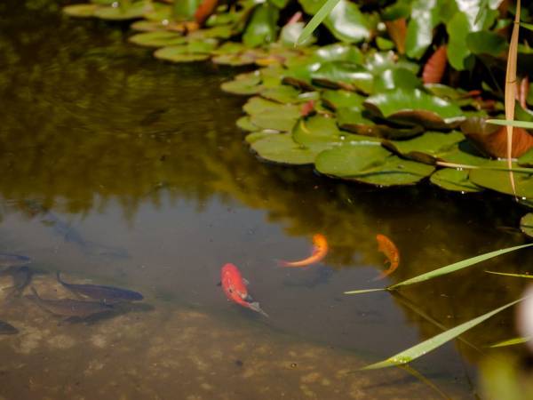 Agroturystyka Willa Platan