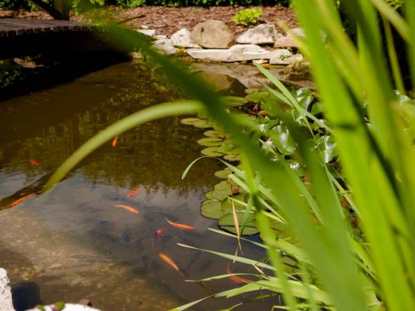 Agroturystyka Willa Platan