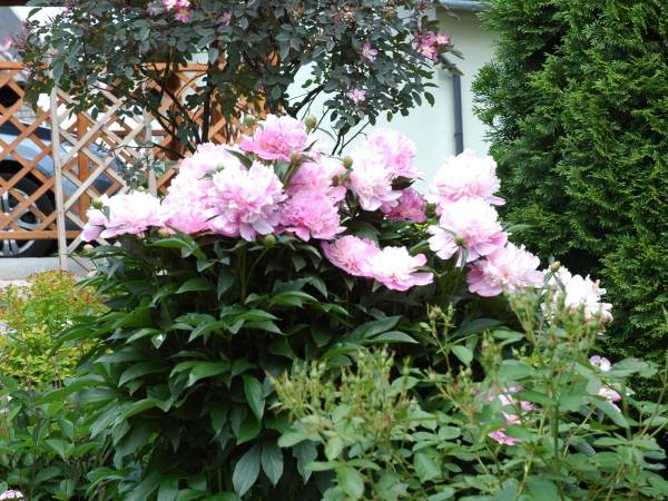 Pokoje Gościnne Aleksandra 