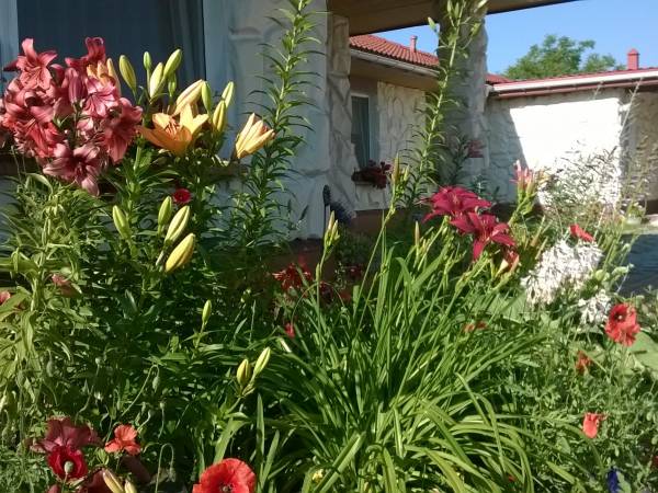 Lilie przed frontonem