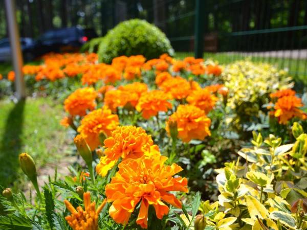 Domki z BALI - NawaraPARK