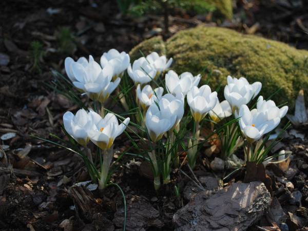 krokusy z ogródka willi OSTOJA