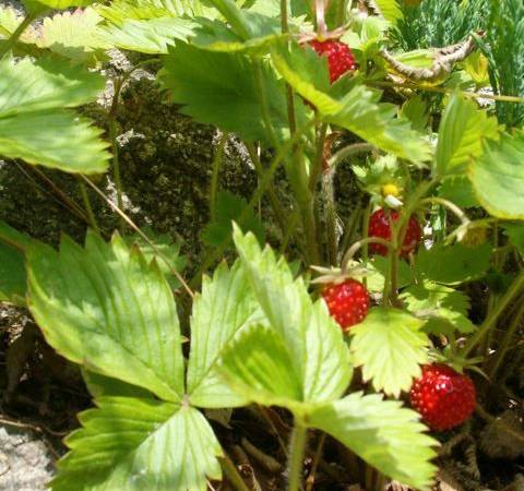 Gospodarstwo Agroturystyczne Chata Mikołaja
