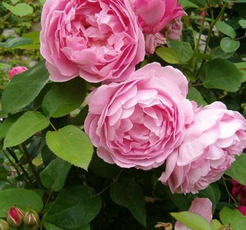 Gospodarstwo Agroturystyczne Chata Mikołaja