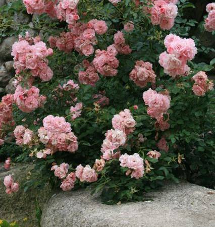 Gospodarstwo Agroturystyczne Chata Mikołaja