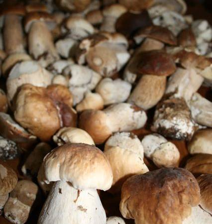 Gospodarstwo Agroturystyczne Chata Mikołaja