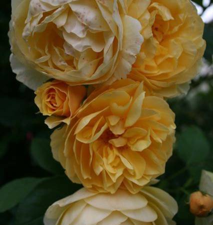 Gospodarstwo Agroturystyczne Chata Mikołaja