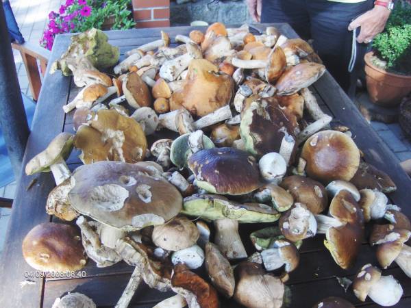 takie grzyby też są u nas