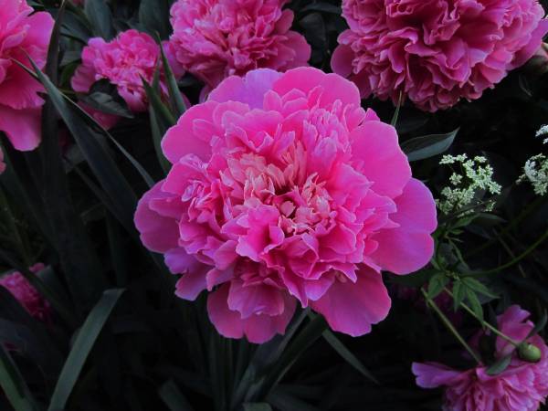 Agroturystyka Rajski Ogród