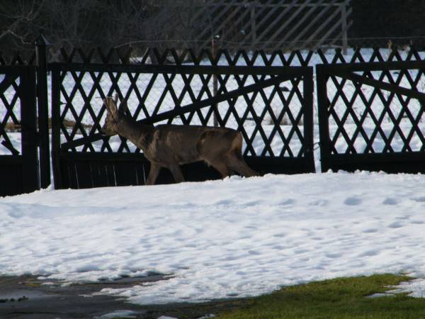 ZIMĄ GOSCIMY SARENKI I JELONKI