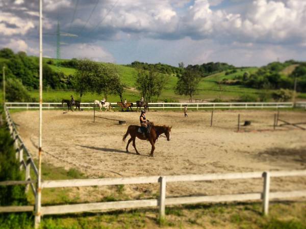 Stajnia - 80m od domu