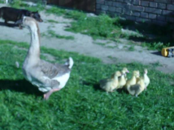 Agroturystyka w zagrodzie U ALI