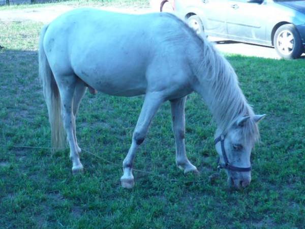 Agroturystyka w zagrodzie U ALI