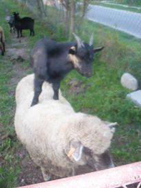 Agroturystyka w zagrodzie U ALI