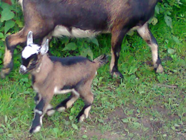 Agroturystyka w zagrodzie U ALI