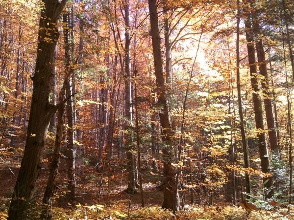 Las jesienny w Wołkowyi