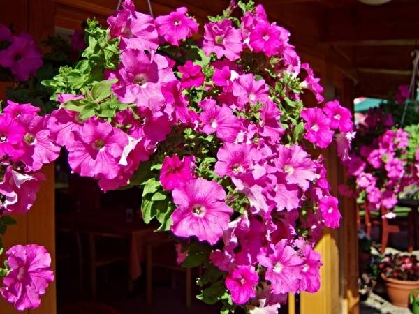 Pensjonat i apartamenty LIMBA