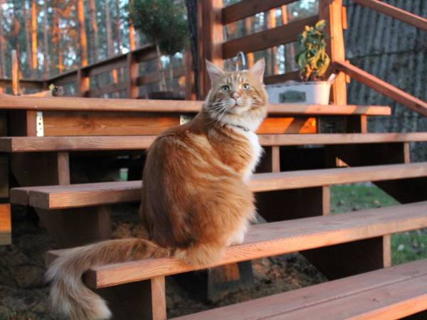 Felicjan przy domku :)