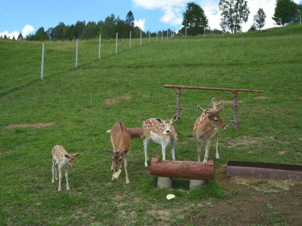 Pokoje gościnne przy stoku