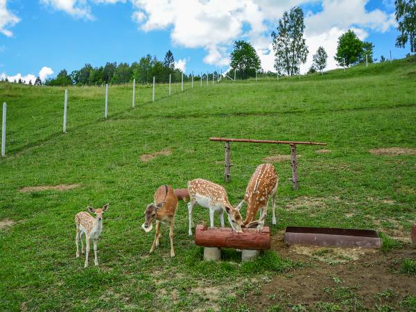 Pokoje gościnne przy stoku