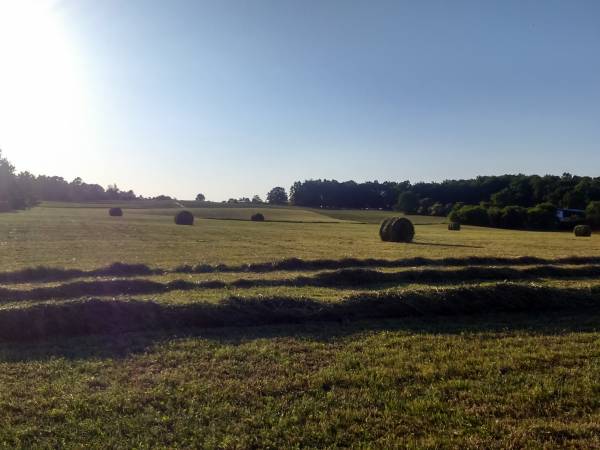 Z pastwiska na talerz