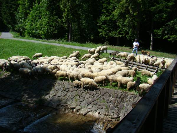 Domki Całoroczne Na Borach